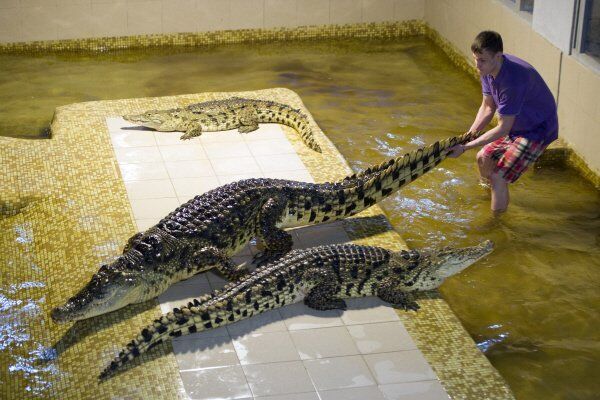 A la ferme aux crocodiles privée Crocodileville de Ekaterinbourg tout le monde attend la naissance d`un petit du crocodile du Nil au printemps 2013.La femelle du deuxième plus grand crocodile du monde a pondu des oeufs aux premiers jours de l’année.Sur la photo : un fragment du spectacle des crocodiles du Nil à la ferme aux crocodiles Crocodileville. - Sputnik Afrique