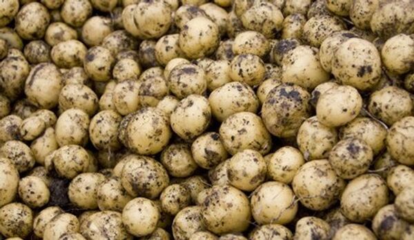 La Russie refuserait les semences de pommes de terre européenne - Sputnik Afrique