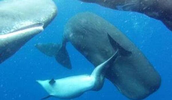 Un grand dauphin a trouvé un abri chez les cachalots - Sputnik Afrique
