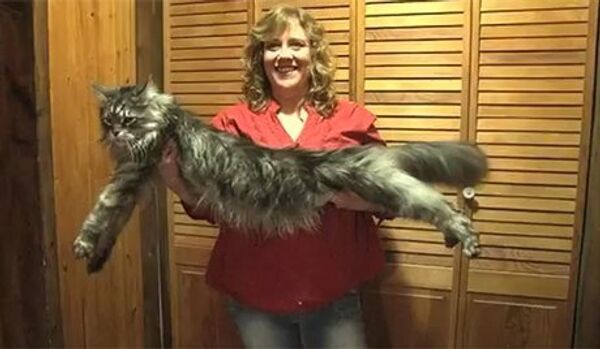 Le plus long chat du monde est mort aux Etats-Unis - Sputnik Afrique