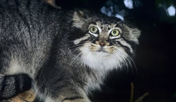 Préserver les chats sibériens - Sputnik Afrique
