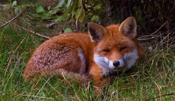 Un renard a mordu un nourrisson à Londres - Sputnik Afrique