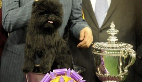 Le vainqueur d'une grande exposition canine n'a pas été admis au restaurant - Sputnik Afrique