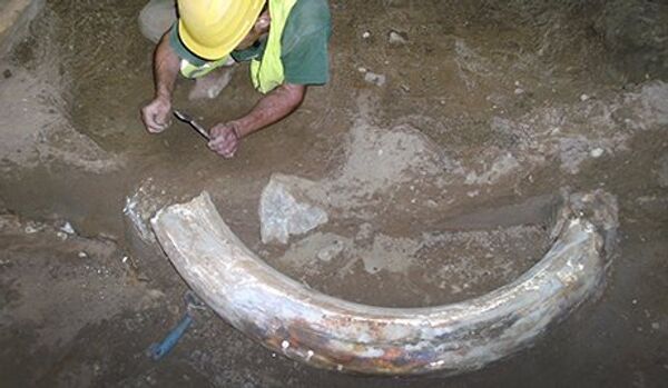 Kabardino-Balkarie : découverte des restes d’un mammouth - Sputnik Afrique