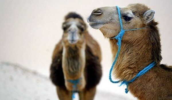 Les chameaux viennent de l’Arctique - Sputnik Afrique