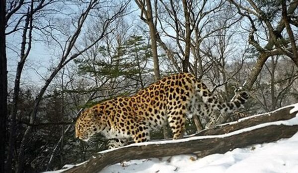 La population des léopards d’Extrême-Orient s’agrandit - Sputnik Afrique