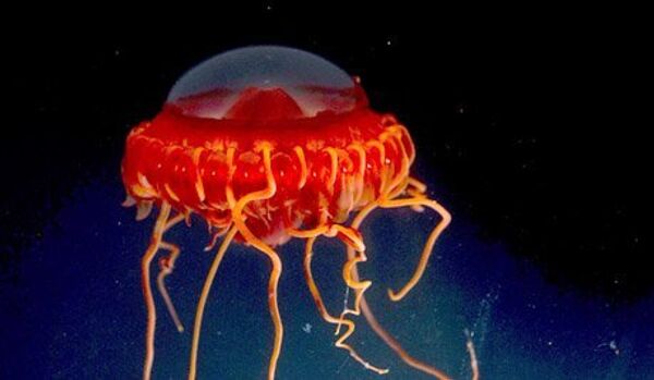 Les Américains ont investi 5 millions de dollars dans le développement de la méduse-éclaireur - Sputnik Afrique