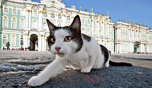 Saint-Pétersbourg célèbre la Journée du chat de l'Ermitage - Sputnik Afrique