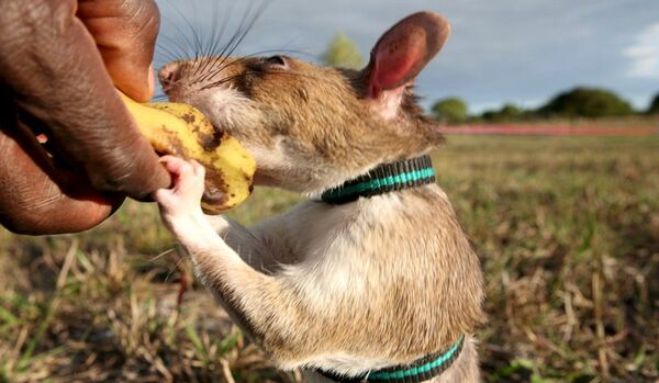 Des rats bientôt utilisés comme sapeurs-démineurs en Russie - Sputnik Afrique