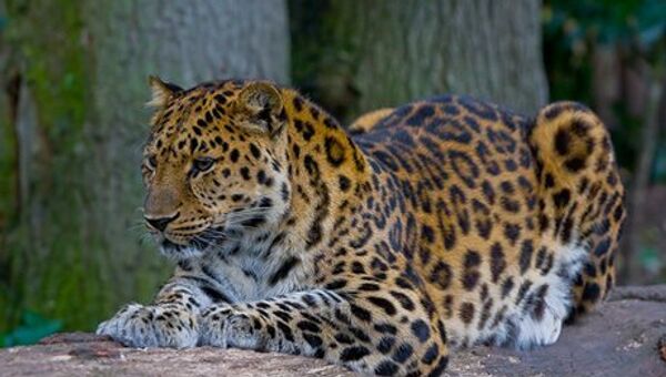 Le léopard d'Extrême-Orient : la menace de disparition est écartée - Sputnik Afrique