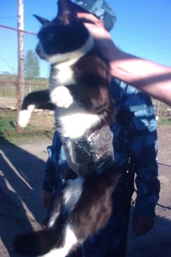 Un chat faisant de la contrebande de portables attrapé dans un camp russe - Sputnik Afrique