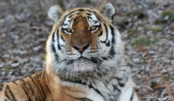 Russie : des tigres tuent une gardienne de zoo - Sputnik Afrique