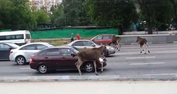 Des élans errent dans Moscou (Vidéo) - Sputnik Afrique