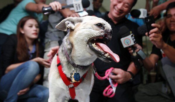 Philippines : un chien, qui a sauvé les enfants, accueilli comme un héros - Sputnik Afrique