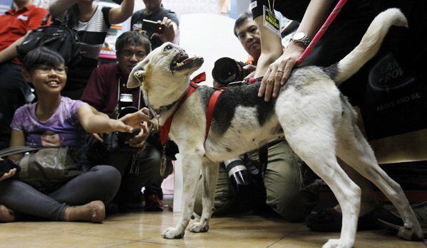 Philippines : un chien, qui a sauvé les enfants, accueilli comme un héros - Sputnik Afrique