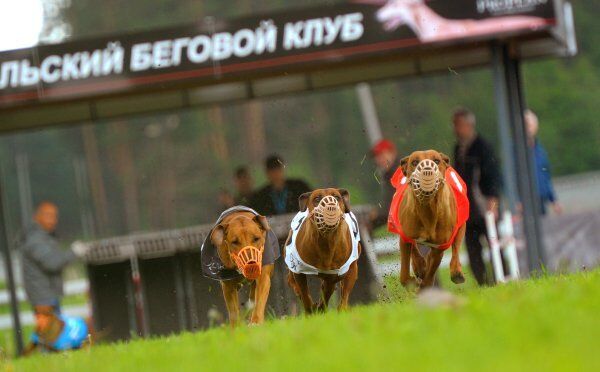 Le 9 juin, un championnat international des courses de lévriers a eu lieu à Ekaterinbourg Ce concours intitulé « La coupe du lièvre d’or » était présenté sous forme d’une course des chiens pour attraper un lièvre mécanique. Le course était organisée par le Club des courses pour chien de l’Oural. Organisée depuis 2005, cette compétition est devenue une tradition. Des chiens de races différentes participent à cette course. Ces compétitions sont très populaires en Europe, et sont organisés presque tous les week-ends. L'événement attire l'attention de tous ceux qui sont passionnés par les courses de lévriers, et surtout les maitres de ces chiens. Car c’est lors d’une course qu’ils peuvent voir de quoi leurs chiens sont capables. - Sputnik Afrique