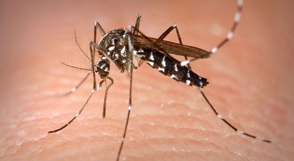 Un moustique - Sputnik Afrique