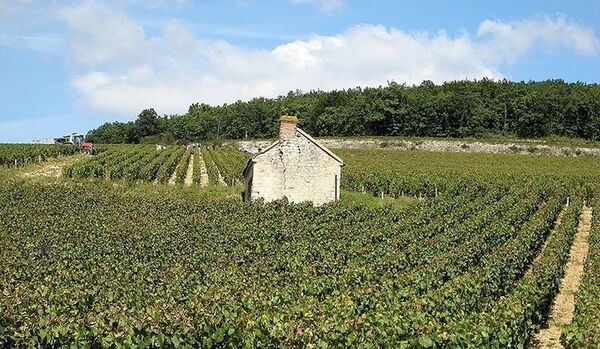 Le vignoble de Bourgogne ravagé par la grêle - Sputnik Afrique
