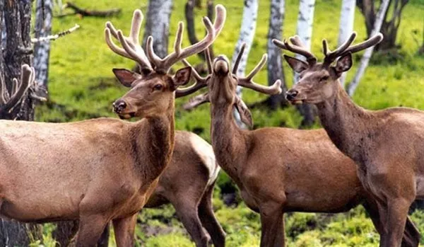 La Baronne de Rothschild et sa macabre passion pour la souffrance animale - Sputnik Afrique