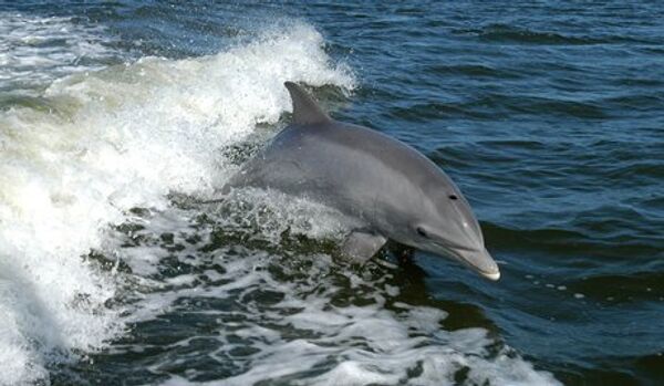 La mémoire des dauphins dépasse les espérances des scientifiques - Sputnik Afrique