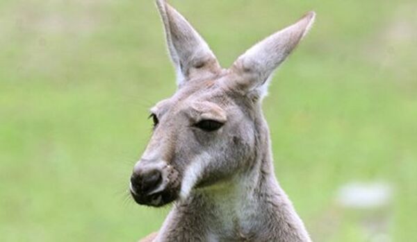 Australie : un kangourou a sauvé un garçon de 7 ans perdu - Sputnik Afrique
