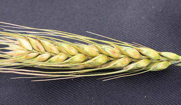 Le ministère de l’Agriculture a revu à la baisse les prévisions des récoltes du blé - Sputnik Afrique
