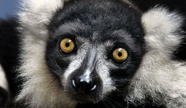 Les lémurs de Madagascar sont menacés de disparition - Sputnik Afrique