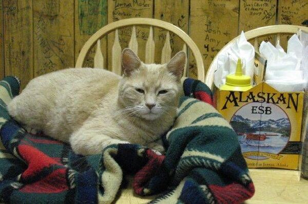 Le chat-maire a été attaqué en Alaska - Sputnik Afrique