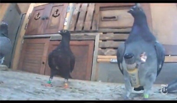 Un Américain élève des pigeons contrebandiers (vidéo) - Sputnik Afrique