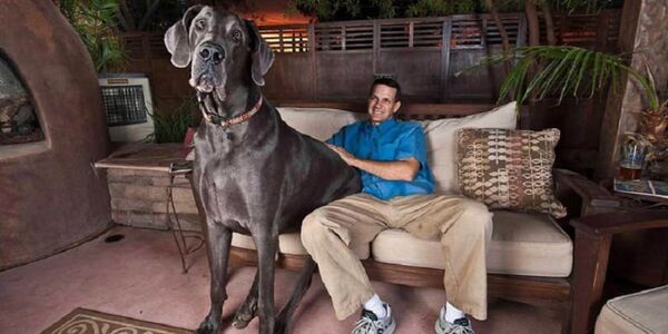 Le chien le plus grand du monde est mort - Sputnik Afrique
