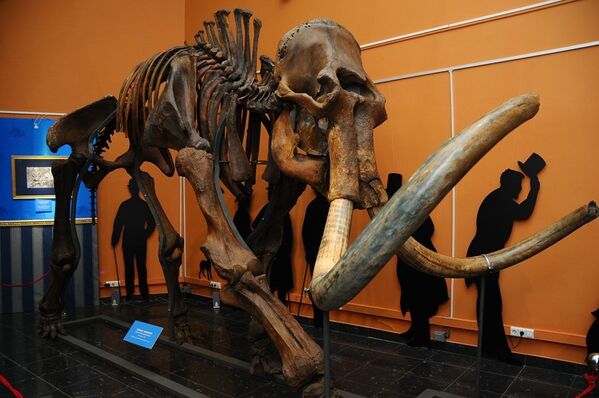 Le squelette présenté à l’exposition dans l'exposition Les mammouths arrivent va permettre aux visiteurs de comparer les tailles d'un adulte et d’un bébé mammouth découverts en 2007 sur la presqu’île de Iamal par l’éleveur de rennes de Iouri Khoudi. Le bébé mammouth fut nommé Liouba en l’honneur de son épouse. - Sputnik Afrique