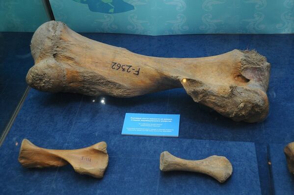 Des mammouths au musée Darwin de Moscou - Sputnik Afrique