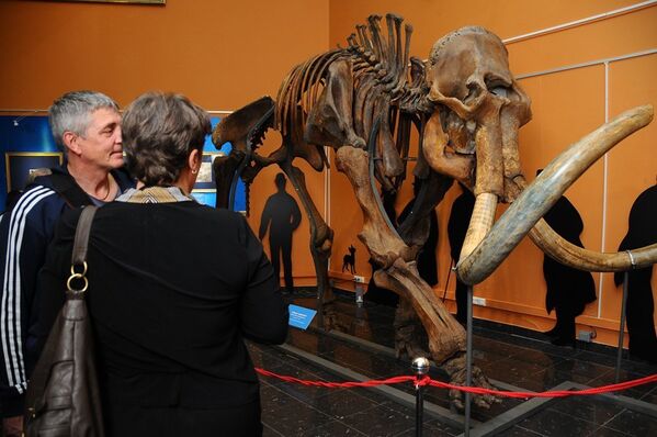 Des mammouths au musée Darwin de Moscou - Sputnik Afrique