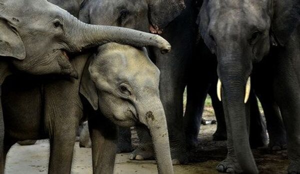 Inde : un train fauche sept éléphants - Sputnik Afrique