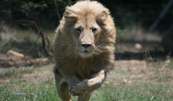 Un lion tue une lionne devant les visiteurs du zoo de Dallas - Sputnik Afrique