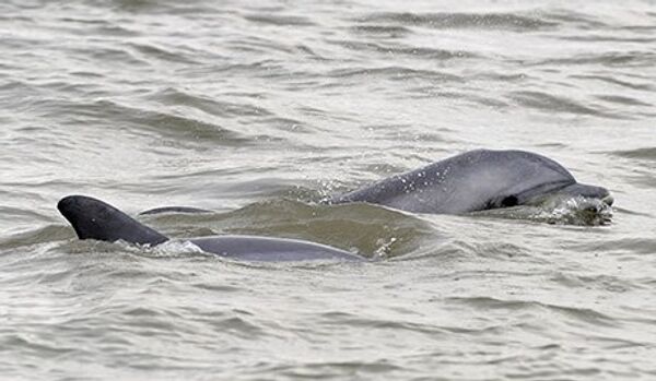 Les dauphins se droguent aux poissons globes - Sputnik Afrique