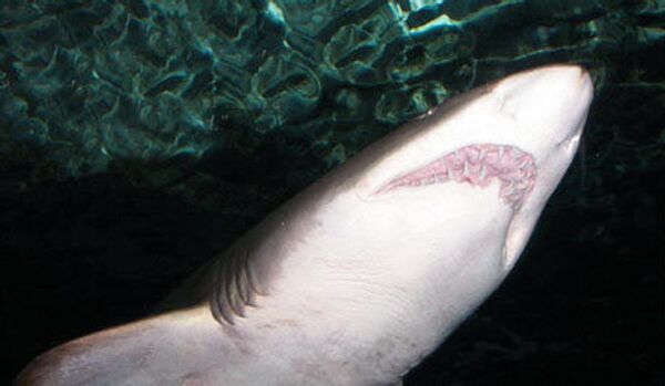 Les grands requins blancs vivent bien plus longtemps qu'on ne le pense - Sputnik Afrique