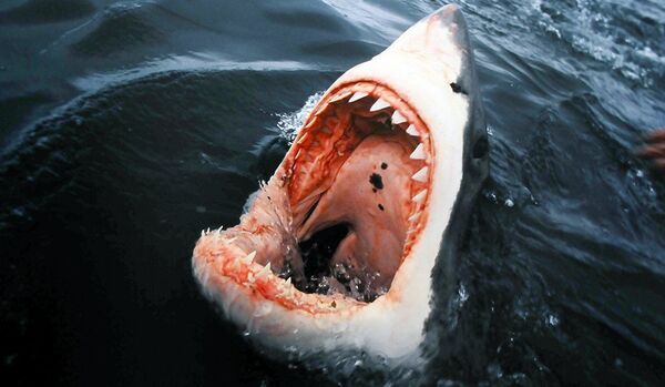 Les Australiens protestent contre l’abattage de requins - Sputnik Afrique