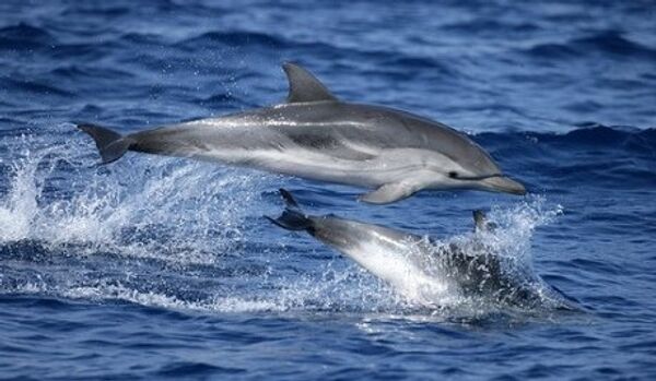 Un député roumain veut donner aux dauphins les mêmes droits qu’aux humains - Sputnik Afrique