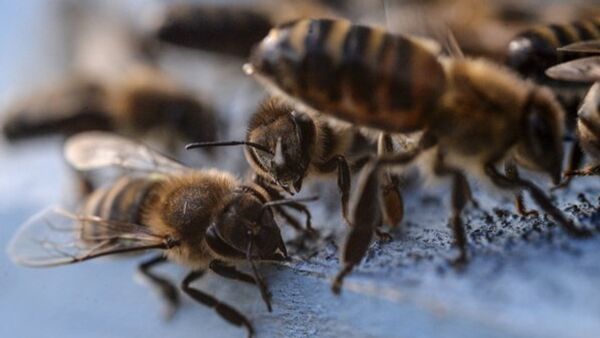 La disparition des abeilles sonnera le glas de l’humanité - Sputnik Afrique