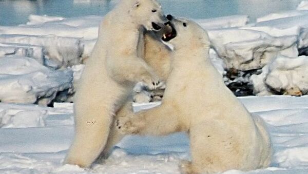 Flash sur les ours polaires dans l’Arctique russe - Sputnik Afrique