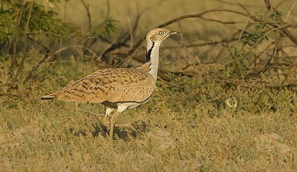 A la chasse au Pakistan, un prince saoudien tue 2.000 oiseaux menacés - Sputnik Afrique