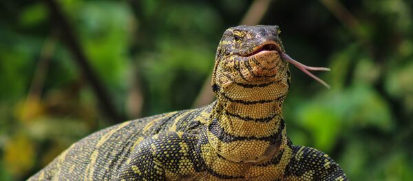 reptile - Sputnik Afrique