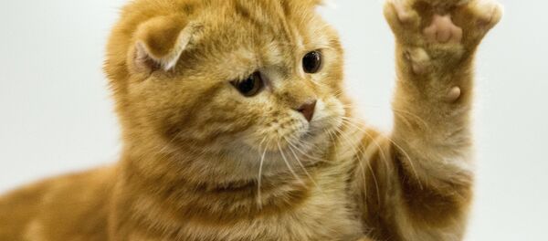 Un chat - Sputnik Afrique