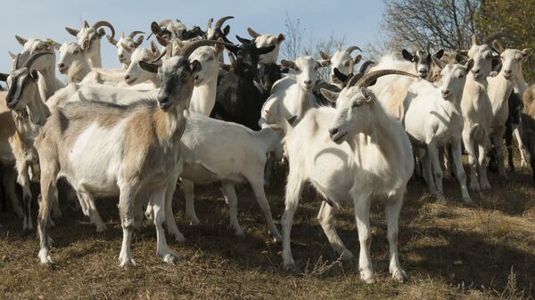 Un troupeau de chèvres - Sputnik Afrique