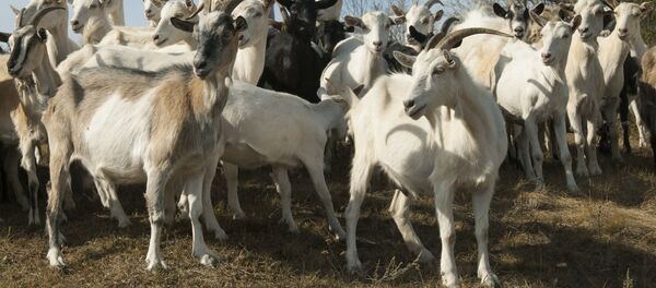 Un troupeau de chèvres - Sputnik Afrique