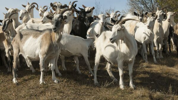 Un troupeau de chèvres - Sputnik Afrique