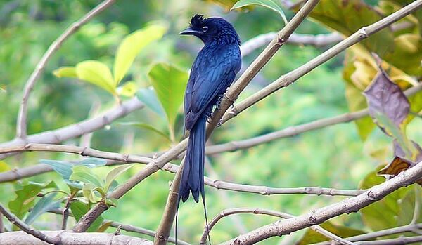 Un oiseau imite les cris d'alerte d'autres espèces pour dérober leur nourriture - Sputnik Afrique