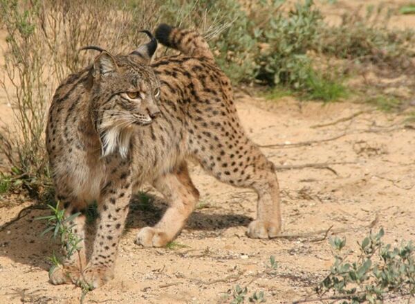 Espagne: les écologistes s'alarment de la hausse du nombre de lynx ibériques écrasés - Sputnik Afrique