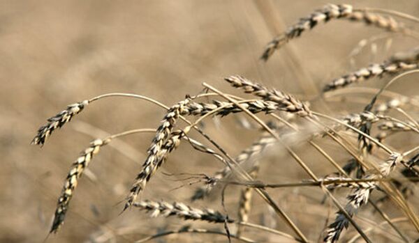 Le secteur agroalimentaire ukrainien pris dans la tourmente - Sputnik Afrique